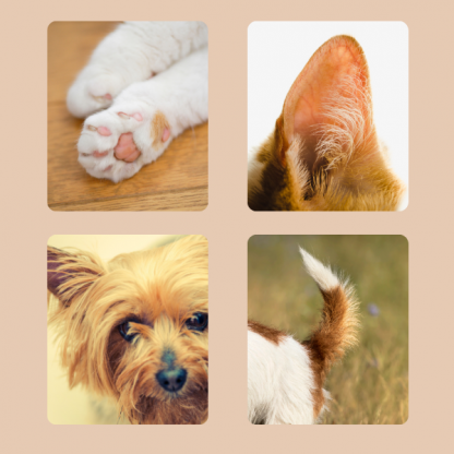 PAWTREAMER, PawPerfect Mini Trimer za Kućne Ljubimce - Image 2